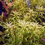 亚拉圭亚小百叶-缩略图-4