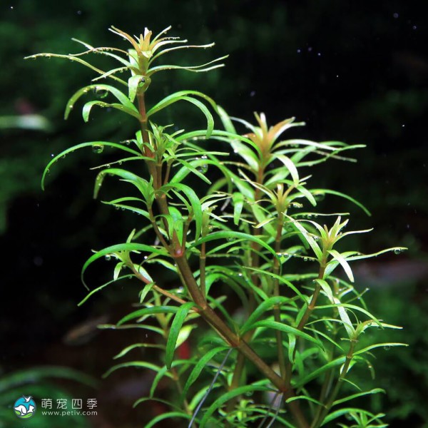 亚拉圭亚小百叶-5