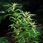 亚拉圭亚小百叶-缩略图-5