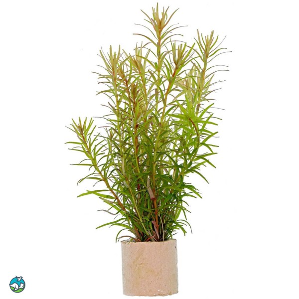 亚拉圭亚小百叶-6