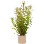 亚拉圭亚小百叶-缩略图-6