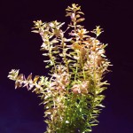 印度红宫廷-缩略图-1