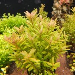 印度红宫廷-缩略图-2