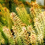 印度红宫廷-缩略图-3