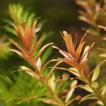 印度红宫廷-缩略图-4