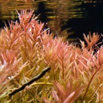 印度红宫廷-缩略图-5