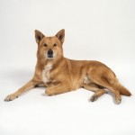 卡南犬-缩略图-2