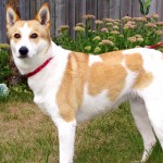 卡南犬-缩略图-4