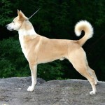 卡南犬-缩略图-5