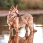 卡南犬-缩略图-6