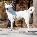 卡南犬-缩略图-7