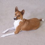 巴仙吉-缩略图-1