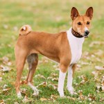 巴仙吉-缩略图-2