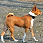 巴仙吉-缩略图-3