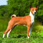 巴仙吉-缩略图-4