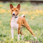 巴仙吉-缩略图-7