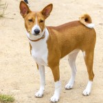 巴仙吉-缩略图-8