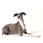 意大利灵𤟥-缩略图-1