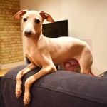 意大利灵𤟥-缩略图-2