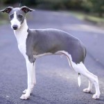 意大利灵𤟥-缩略图-3