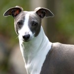 意大利灵𤟥-缩略图-5