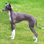 意大利灵𤟥-缩略图-6