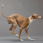 意大利灵𤟥-缩略图-7