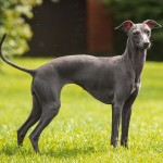 意大利灵𤟥-缩略图-8