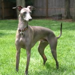 意大利灵𤟥-缩略图-9