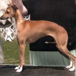 意大利灵𤟥-缩略图-10