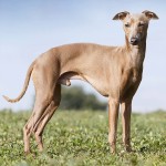 意大利灵𤟥-缩略图-11