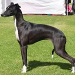 意大利灵𤟥-缩略图-12