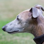 惠比特猎犬-缩略图-1