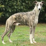 惠比特猎犬-缩略图-3