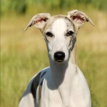 惠比特猎犬-缩略图-7