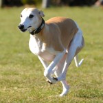 惠比特猎犬-缩略图-8