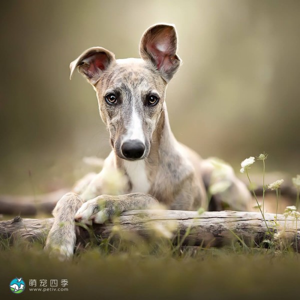 惠比特猎犬-9