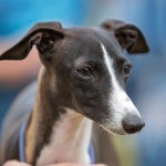 惠比特猎犬-缩略图-10