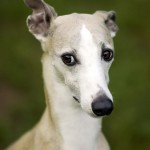 惠比特猎犬-缩略图-11