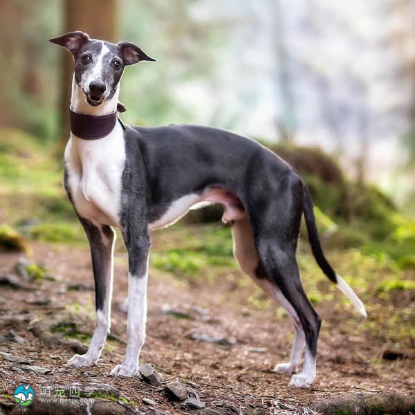 惠比特猎犬-12