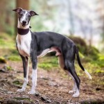 惠比特猎犬-缩略图-12