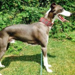 惠比特猎犬-缩略图-13