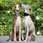 惠比特猎犬-缩略图-14