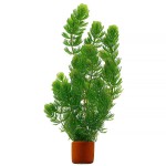 金鱼藻-缩略图-1