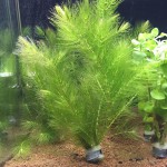 金鱼藻-缩略图-2