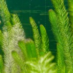 金鱼藻-缩略图-3