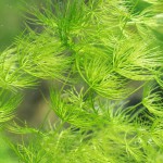 金鱼藻-缩略图-4