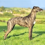 杂种猎犬-缩略图-1