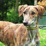 杂种猎犬-缩略图-4