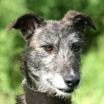 杂种猎犬-缩略图-5